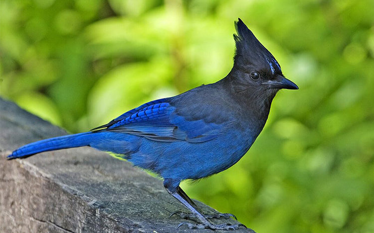 Learning Non-violence From The Rudeness Of Blue Jays